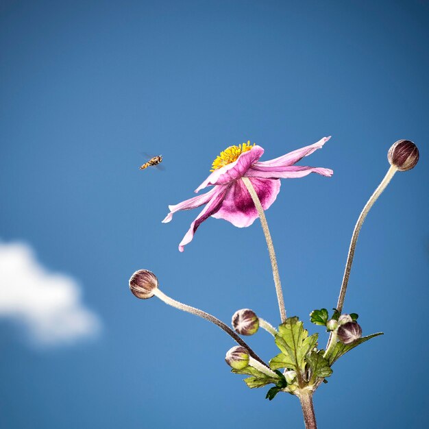 Foto vista de ângulo baixo de planta de flor rosa contra o céu azul