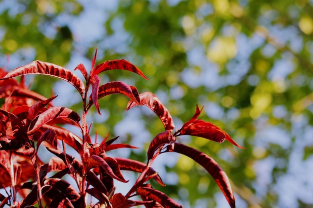 Foto vista de ângulo baixo de planta de flor vermelha