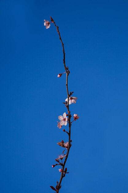 Foto vista de ângulo baixo de planta em flor contra o céu azul claro