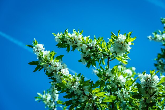 Vista de ângulo baixo de planta em flor contra o céu azul