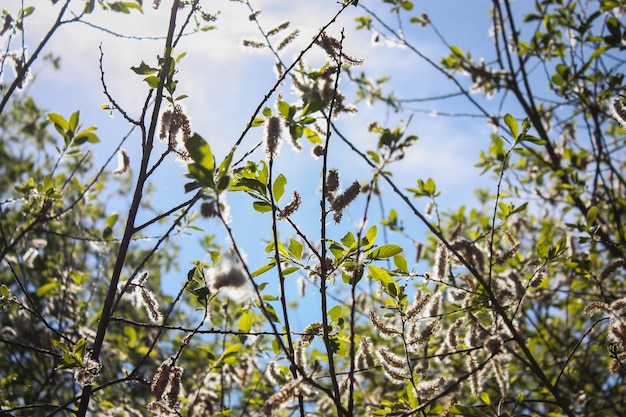 Vista de ângulo baixo de planta em flor contra o céu