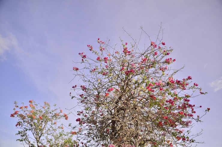Foto vista de ângulo baixo de planta em flor contra o céu
