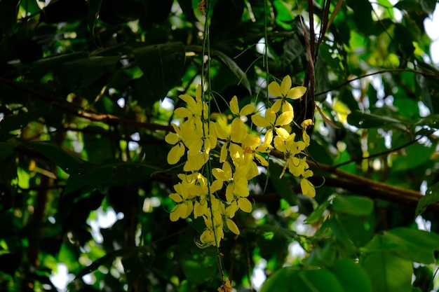 Foto vista de ângulo baixo de plantas com flores contra árvores