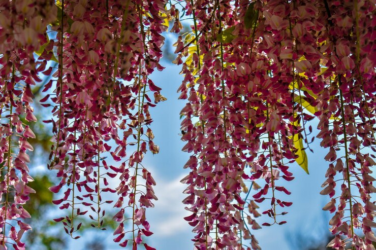 Foto vista de ângulo baixo de plantas com flores penduradas em árvores