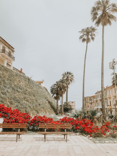 Foto vista de ângulo baixo de plantas com flores por construção contra o céu