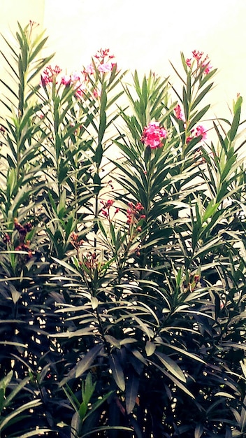 Foto vista de ângulo baixo de plantas crescendo em árvores