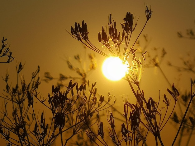 Vista de ângulo baixo de plantas em silhueta contra o céu durante o pôr do sol