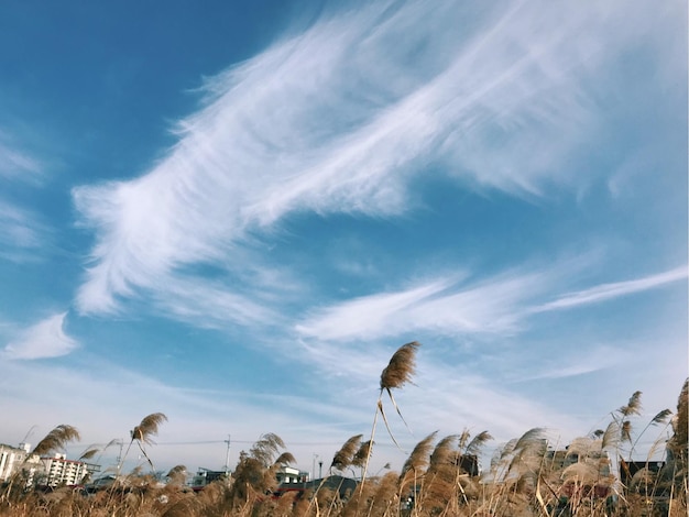 Vista de ângulo baixo de plantas no campo contra o céu