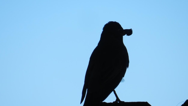 Foto vista de ângulo baixo de robin com inseto na boca contra o céu claro