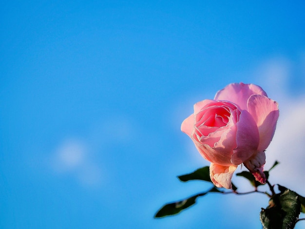 Foto vista de ângulo baixo de rosa rosa contra o céu azul