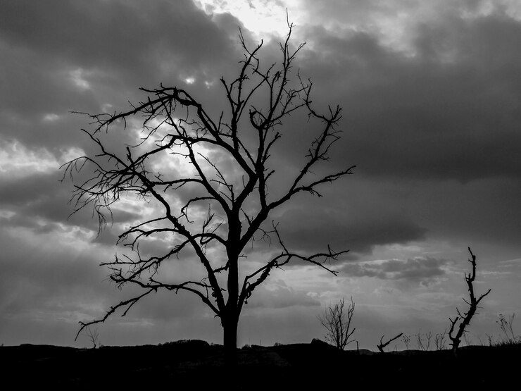 Foto vista de ângulo baixo de silhueta de árvore nua contra o céu ao pôr do sol