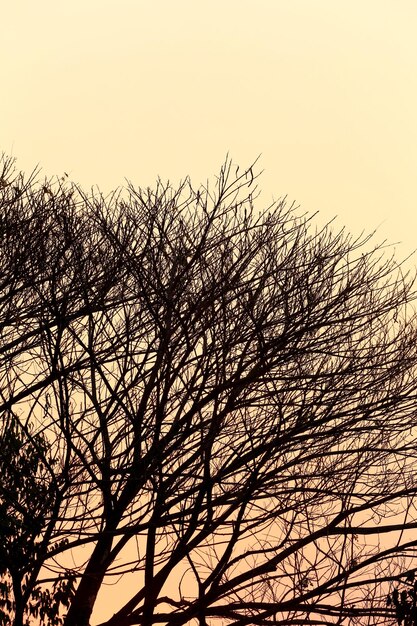 Foto vista de ângulo baixo de silhueta de árvore nua contra o céu claro