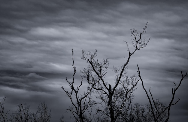 Foto vista de ângulo baixo de silhueta de árvore nua contra o céu