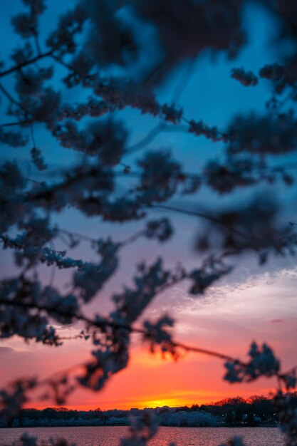 Foto vista de ângulo baixo de silhuetas de árvores contra o céu ao pôr-do-sol