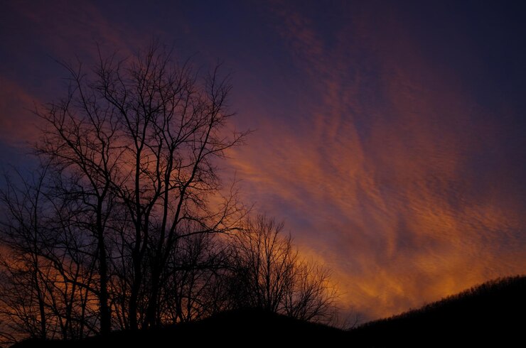 Foto vista de ângulo baixo de silhuetas de árvores contra o céu ao pôr-do-sol