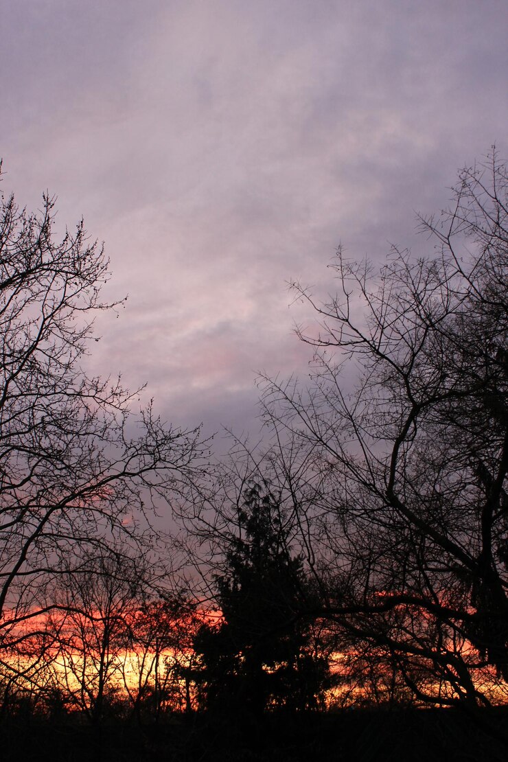 Foto vista de ângulo baixo de silhuetas de árvores contra o céu durante o pôr do sol