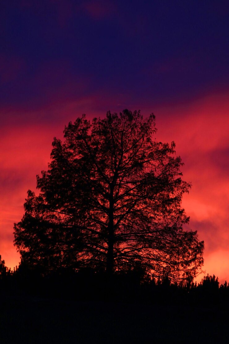 Foto vista de ângulo baixo de silhuetas de árvores contra o céu durante o pôr do sol
