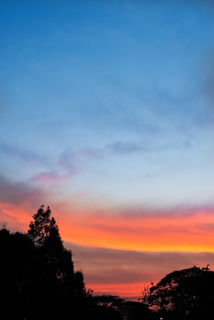 Vista de ângulo baixo de silhuetas de árvores contra o céu durante o pôr do sol