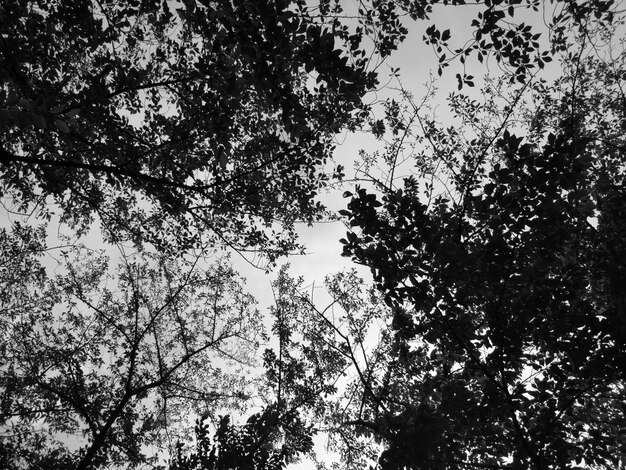 Vista de ângulo baixo de silhuetas de árvores contra o céu