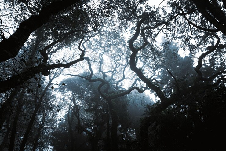 Foto vista de ângulo baixo de silhuetas de árvores na floresta