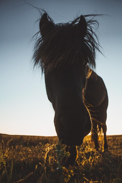 Vista de ângulo baixo de um cavalo de pé no campo contra um céu claro