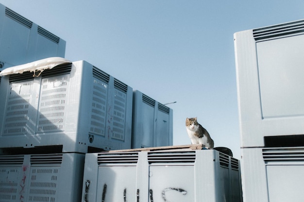 Foto vista de ângulo baixo de um gato sentado em uma caixa contra um céu claro