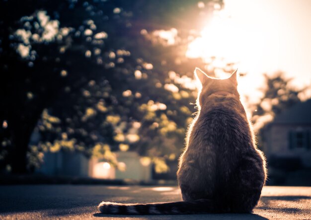 Foto vista de ângulo baixo de um gato sentado na rua