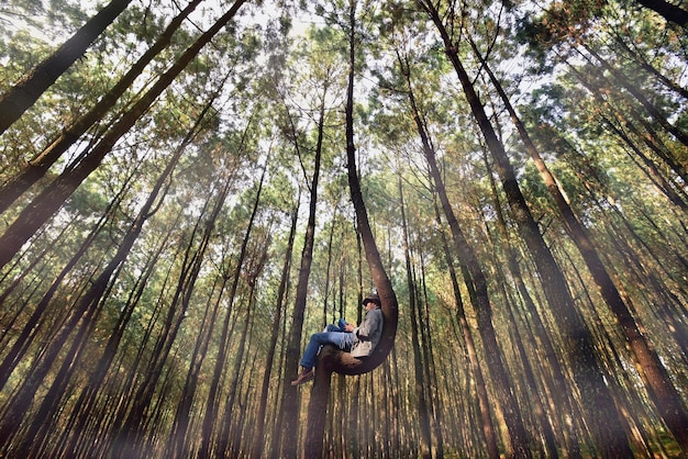 Vista de ângulo baixo de um homem em uma árvore na floresta