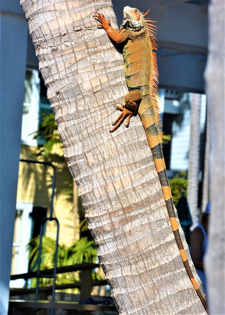 Foto vista de ângulo baixo de um homem subindo no tronco de uma árvore