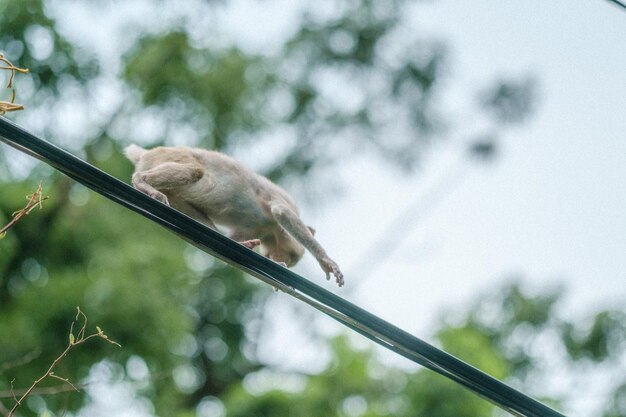 Foto vista de ângulo baixo de um macaco empoleirado em um galho