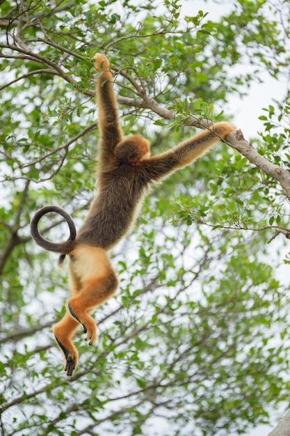 Vista de ângulo baixo de um macaco escalando uma árvore