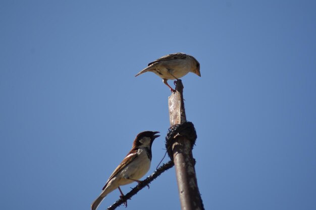 Vista de ângulo baixo de um pássaro empoleirado em um galho contra o céu azul
