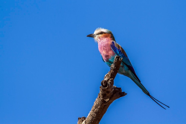 Foto vista de ângulo baixo de um pássaro empoleirado em um galho contra o céu azul
