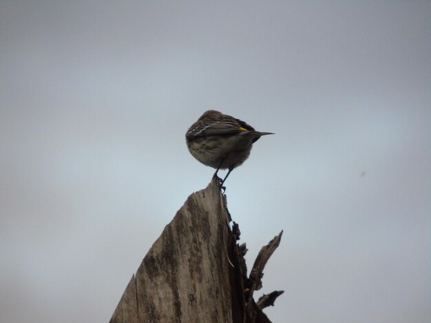 Vista de ângulo baixo de um pássaro empoleirado em um poste de madeira contra o céu