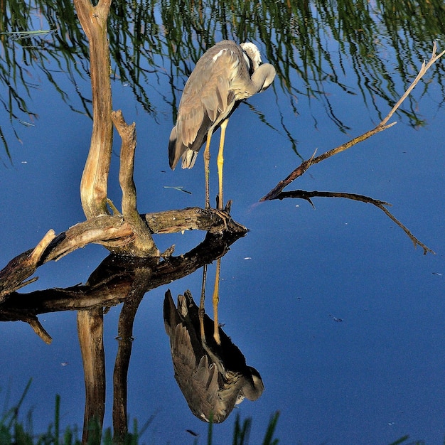 Foto vista de ângulo baixo de um pássaro empoleirado em uma árvore