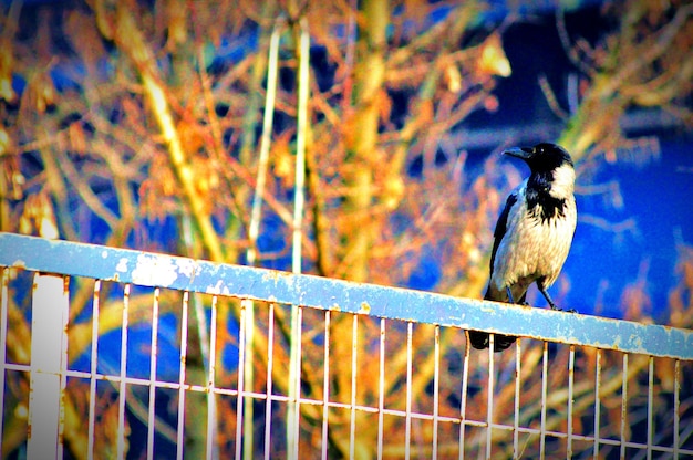 Foto vista de ângulo baixo de um pássaro empoleirado em uma cerca metálica