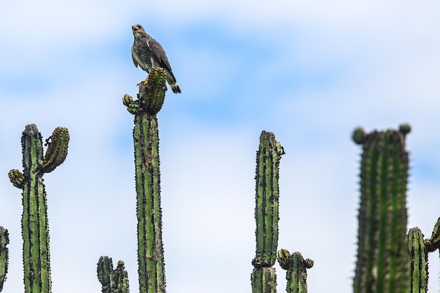 Foto vista de ângulo baixo de um pássaro empoleirado em uma planta contra o céu