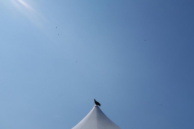 Foto vista de ângulo baixo de um pássaro voando contra um céu azul claro
