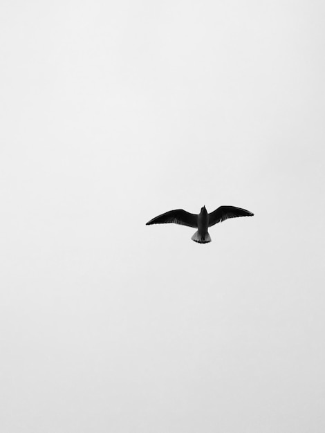 Foto vista de ângulo baixo de um pássaro voando contra um céu claro