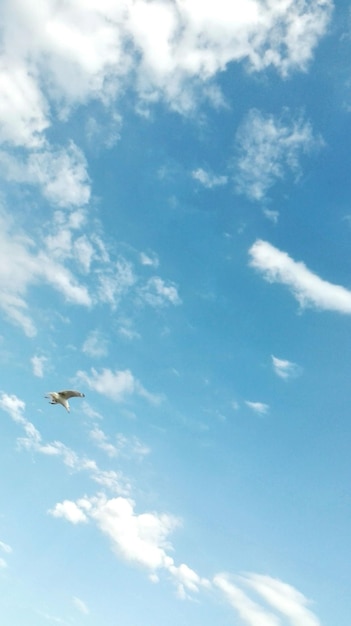 Foto vista de ângulo baixo de um pássaro voando no céu