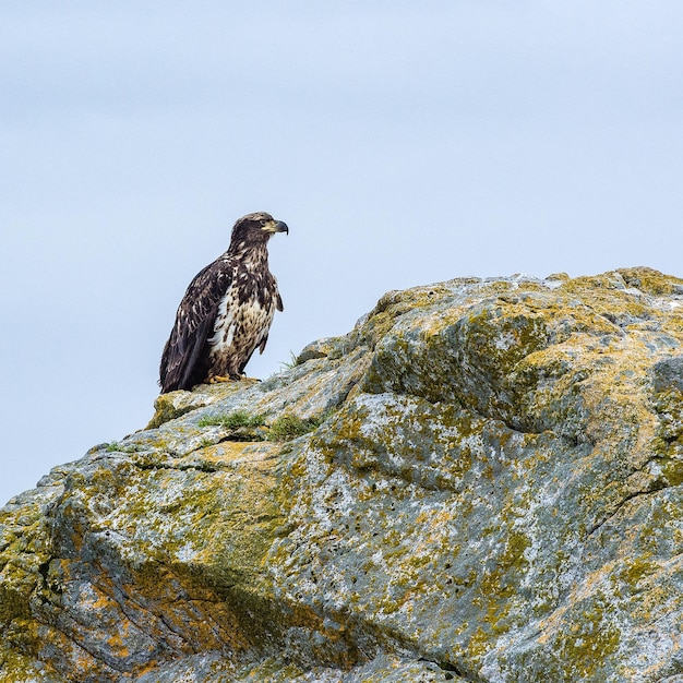 Foto vista de ângulo baixo de uma águia empoleirada em uma rocha contra um céu claro