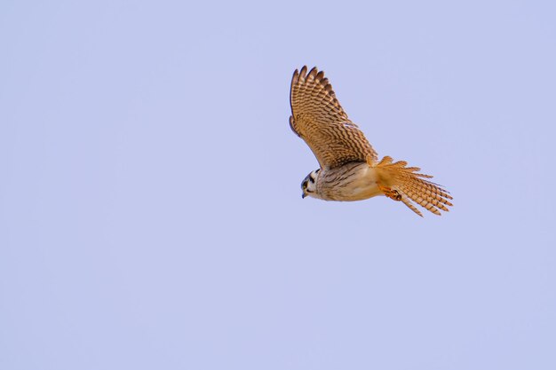 Foto vista de ângulo baixo de uma águia voando contra um céu claro