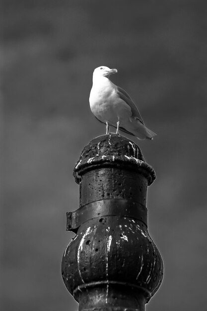 Foto vista de ângulo baixo de uma gaivota empoleirada em um poste de madeira