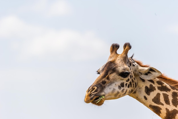 Vista de ângulo baixo de uma girafa contra o céu