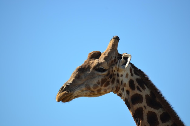 Vista de ângulo baixo de uma girafa contra um céu azul claro