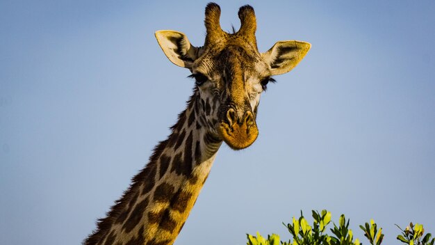 Foto vista de ângulo baixo de uma girafa contra um céu claro