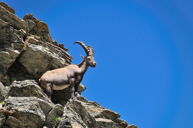 Foto vista de ângulo baixo de uma girafa na rocha contra um céu azul claro