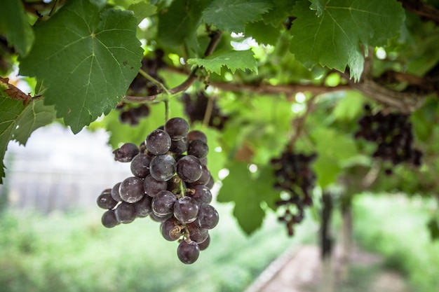 Vista de ângulo baixo de uvas