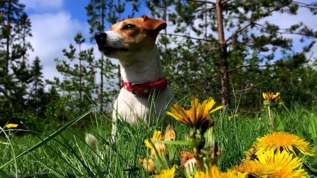 Vista de ângulo baixo do cachorrinho fofo jack russell na grama fresca de verão