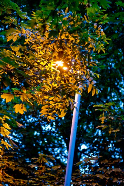 Foto vista de ângulo baixo iluminado luz da rua em meio a árvores